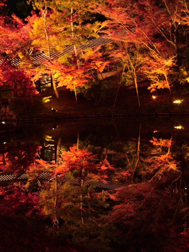 高台寺の紅葉ライトアップ　2017年12月1日　撮影：MKタクシー