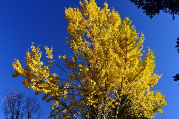 大念寺（大山崎町）の紅葉　2019年12月1日　撮影：MKタクシー