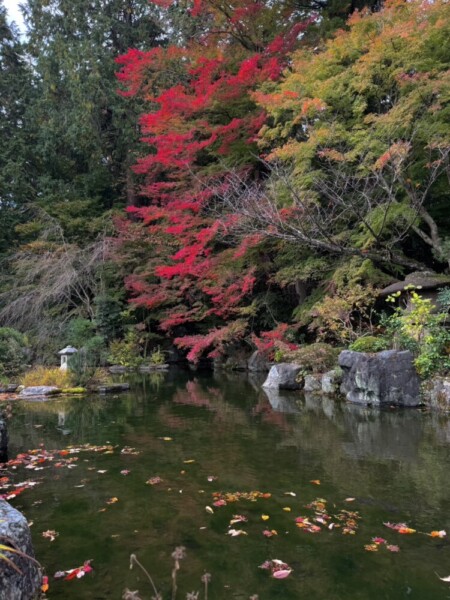 善峯寺の薬師堂裏の池と紅葉　2024年11月18日　撮影：MKタクシー