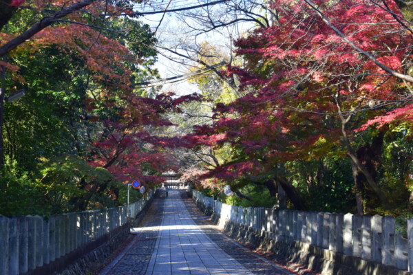 向日神社の紅葉　2020年12月6日　撮影：MKタクシー