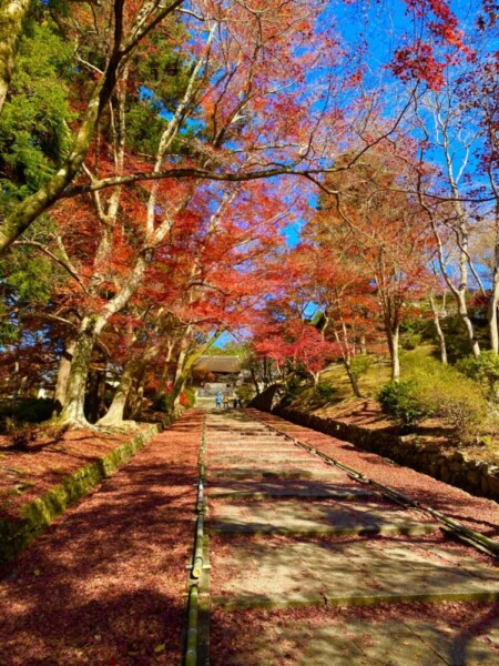 毘沙門堂門跡・勅使坂の散紅葉　2021年11月30日　撮影：MKタクシー