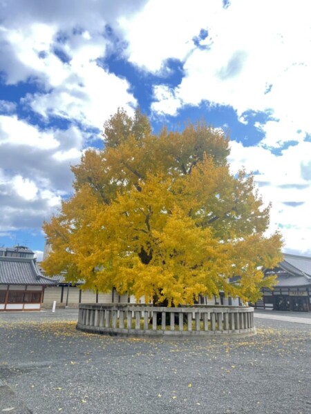 西本願寺の阿弥陀堂前のイチョウ　2021年12月1日　撮影：MKタクシー