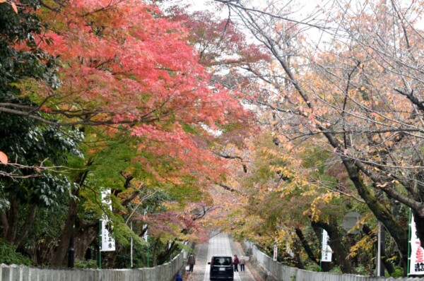向日神社の紅葉　2018年11月24日　撮影：MKタクシー