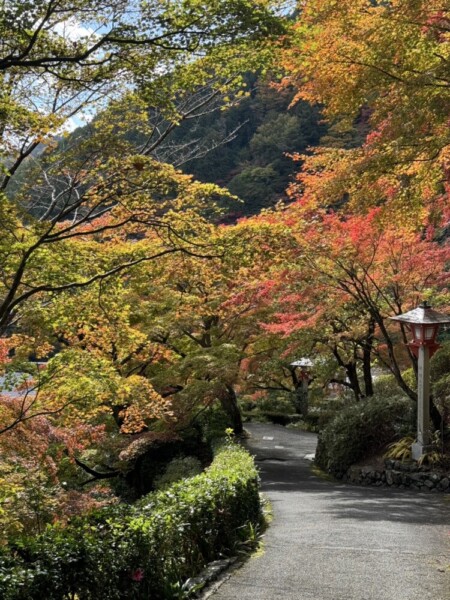 善峯寺の紅葉　2024年11月18日　撮影：MKタクシー