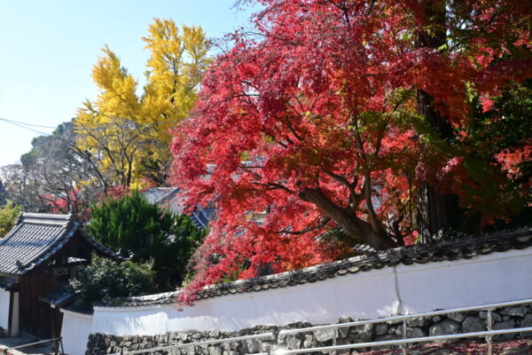 宝積寺の紅葉　2024年12月8日　撮影：MKタクシー