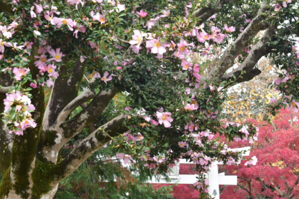 乙訓寺の樹齢400年のサザンカと紅葉　2018年12月1日　撮影：MKタクシー