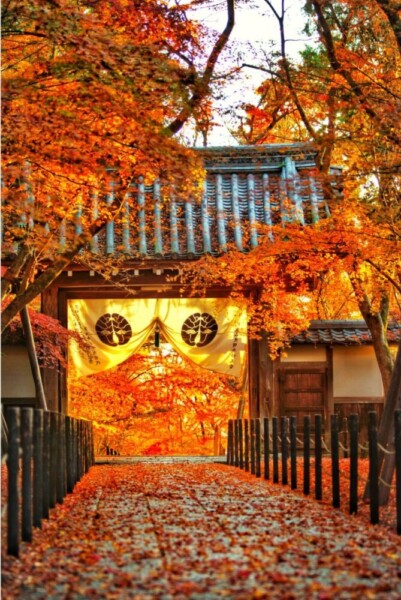 光明寺・もみじ参道の紅葉　2022年12月6日　撮影：MKタクシー