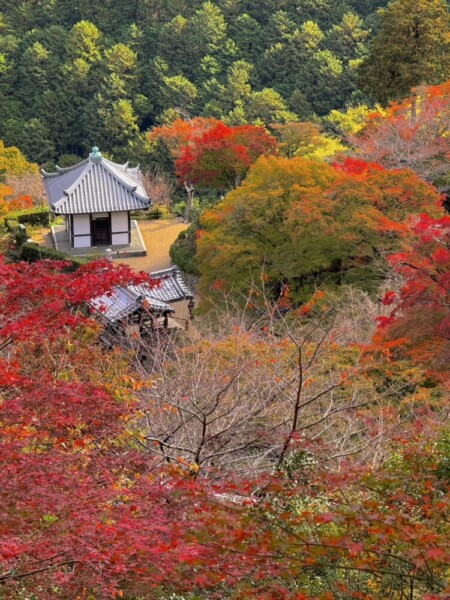 紅葉であふれる善峯寺の境内　2024年11月18日　撮影：MKタクシー