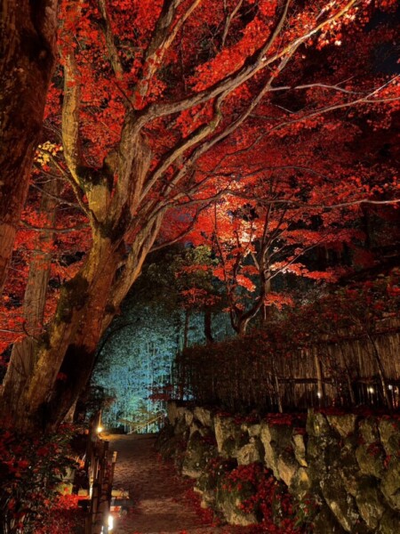 教林坊（近江八幡市）の紅葉ライトアップ　2024年12月8日　撮影：MKタクシー