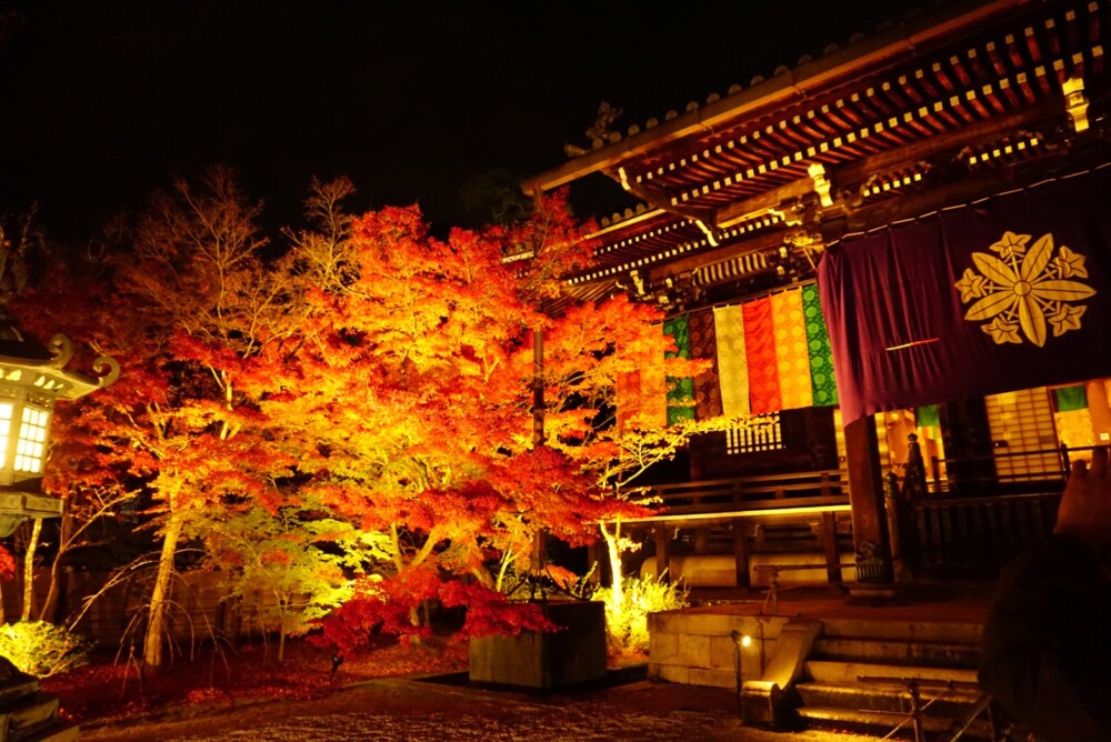 永観堂の紅葉ライトアップ　2019年11月27日　撮影：MKタクシー