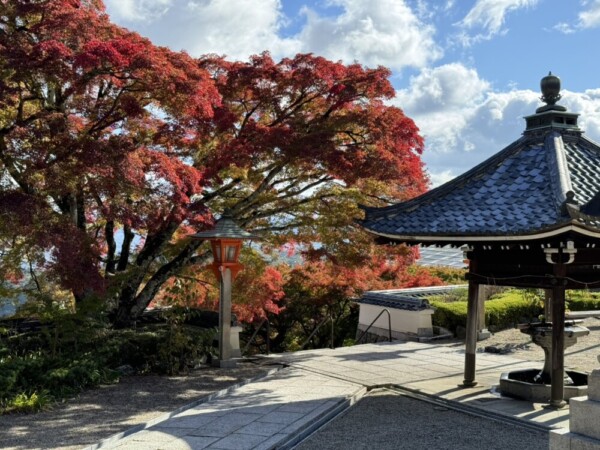 善峯寺の釈迦堂前の紅葉　2024年11月18日　撮影：MKタクシー