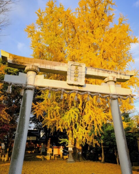 三栖神社のイチョウ　2023年12月9日　撮影：MKタクシー