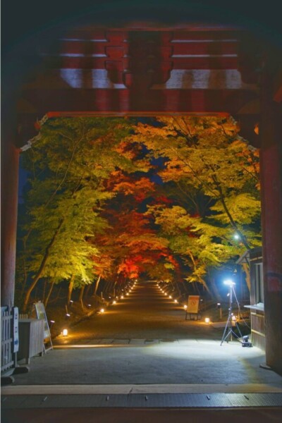 醍醐寺の紅葉ライトアップ　2024年11月29日　撮影：MKタクシー