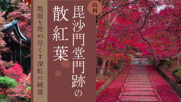 山科・毘沙門堂門跡の散紅葉｜地面を埋め尽くす深紅の絨毯