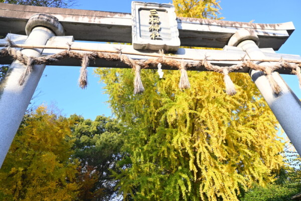 三栖神社のイチョウ　2024年12月10日　撮影：MKタクシー