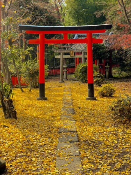 山崎聖天（大山崎町）の紅葉　2021年12月10日　撮影：MKタクシー
