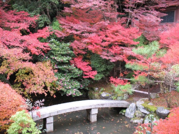 毘沙門堂門跡・晩翠園のドウダンツツジの紅葉　2009年11月24日　撮影：MKタクシー