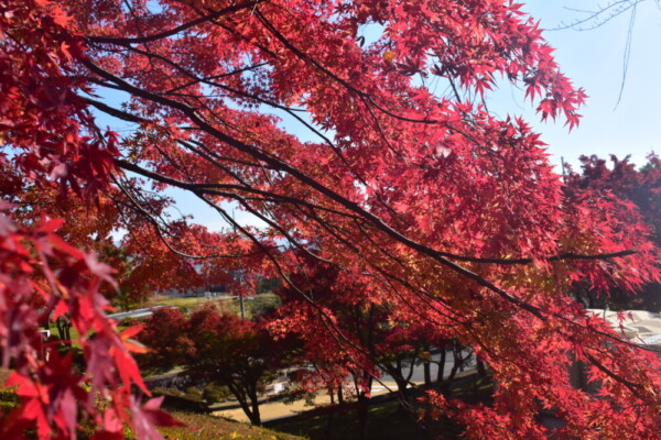 西山公園の紅葉　2019年11月23日　撮影：MKタクシー