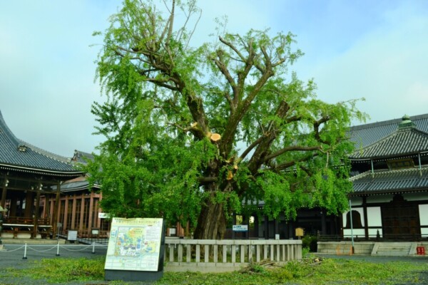 大きな被害を受けた阿弥陀堂前のイチョウ　2017年10月26日　撮影：MKタクシー