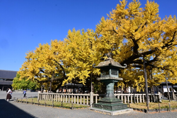 西本願寺の逆さ銀杏　2024年12月2日　撮影：MKタクシー