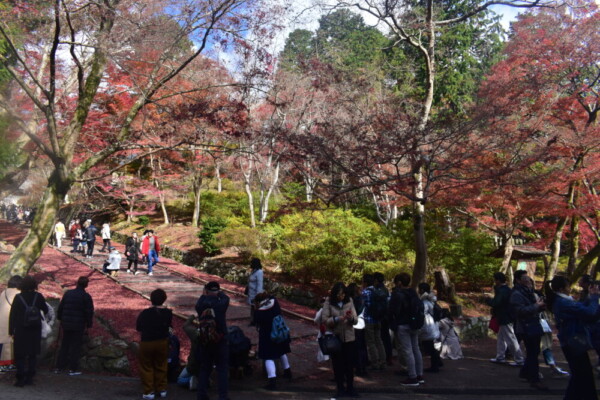 昼には人でいっぱいになる毘沙門堂門跡の勅使坂　2019年11月30日　撮影：MKタクシー