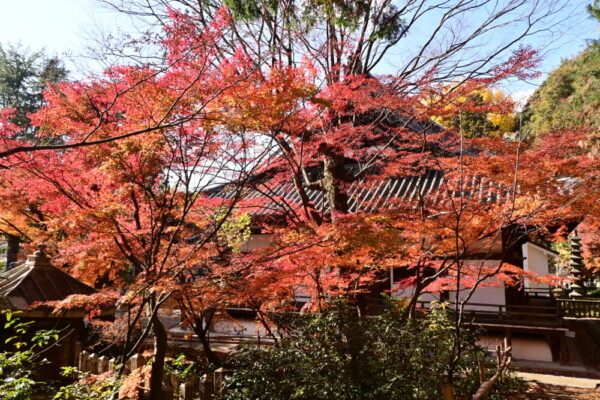 宝積寺の紅葉　2024年12月8日　撮影：MKタクシー