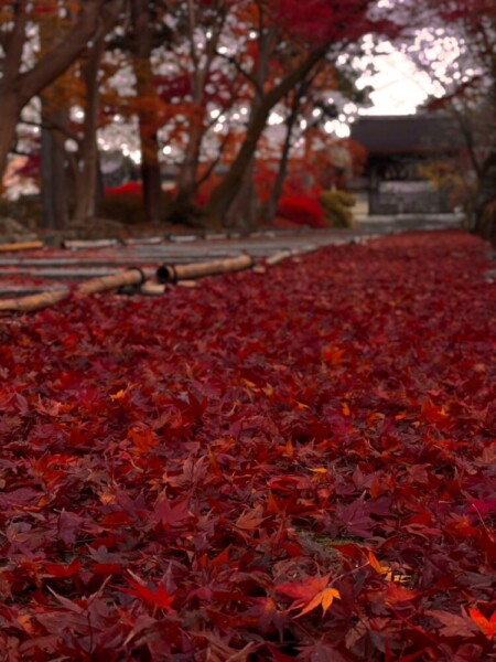 毘沙門堂門跡・勅使坂の散紅葉　2022年11月27日　撮影：MKタクシー