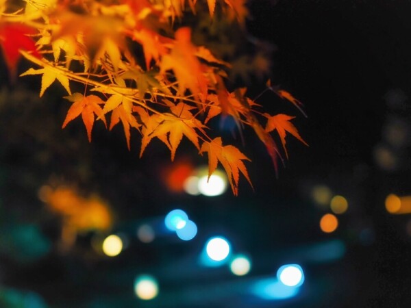 知恩院の紅葉ライトアップ　2022年11月17日　撮影：ＭＫタクシー