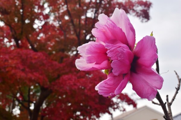 乙訓寺の牡丹と紅葉　2018年12月1日　撮影：MKタクシー