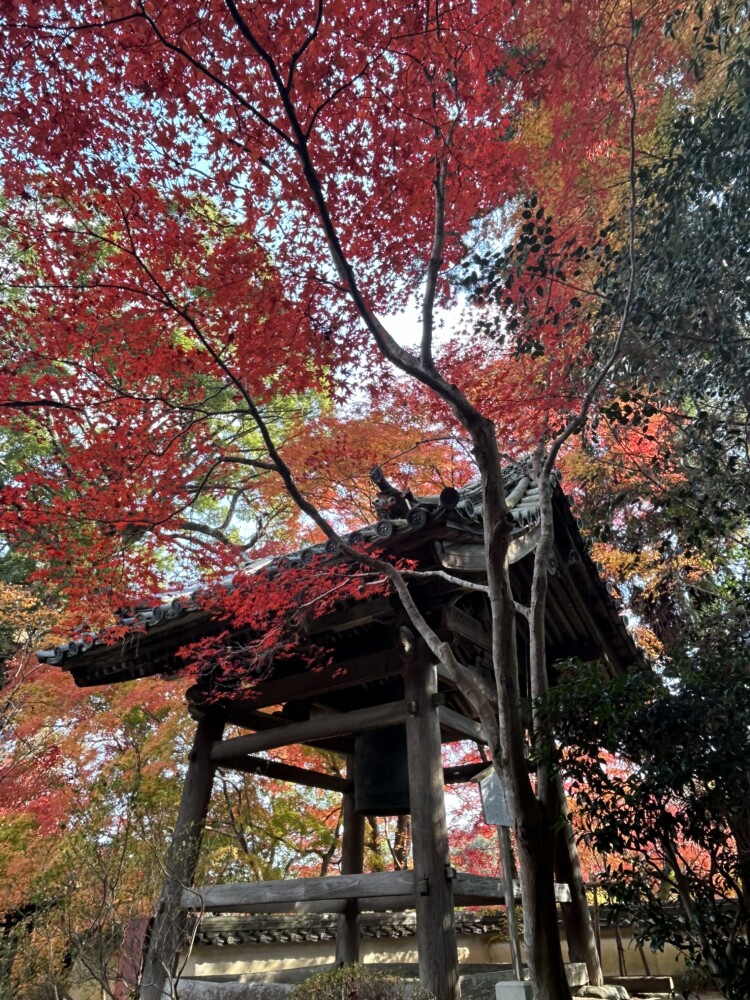 十輪寺の鐘楼と紅葉　2024年12月3日　撮影：MKタクシー
