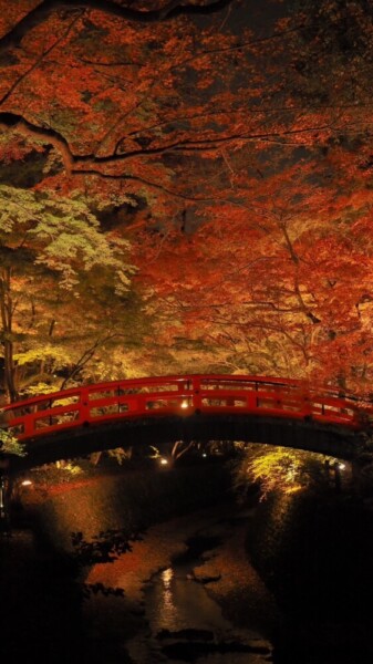 北野天満宮・御土居のもみじ苑の紅葉ライトアップ　2023年11月22日　撮影：MKタクシー