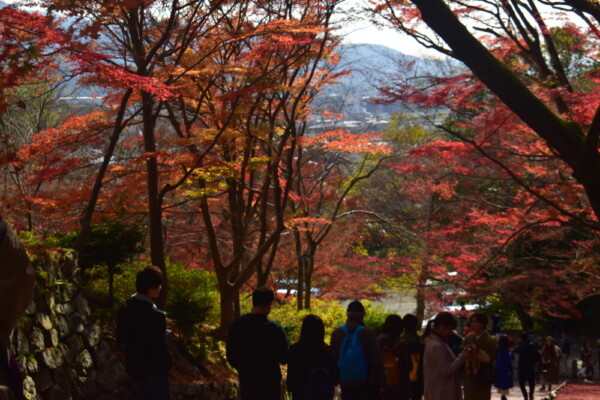 毘沙門堂門跡・仁王門前の紅葉　2019年11月30日　撮影：MKタクシー