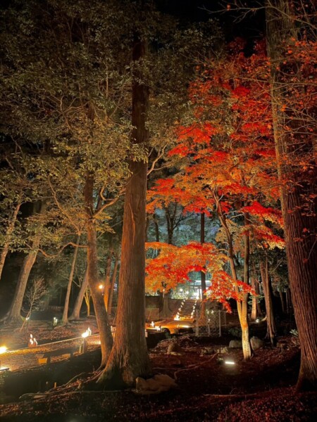 安祥寺の紅葉ライトアップ　2022年11月27日　撮影：MKタクシー