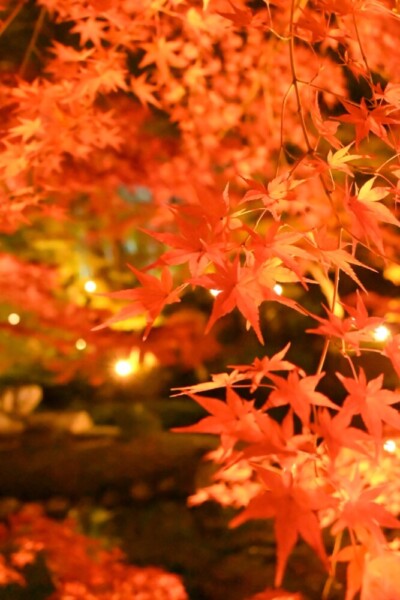 金戒光明寺の紅葉ライトアップ　2023年11月22日　撮影：MKタクシー