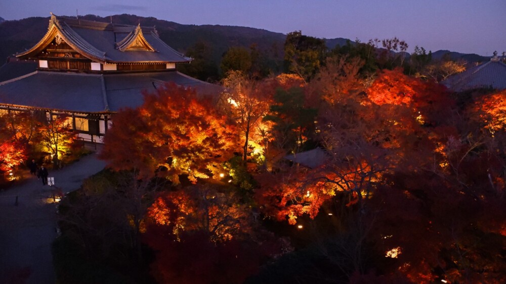 青蓮院青龍殿のライトアップ　2019年12月1日　撮影：MKタクシー