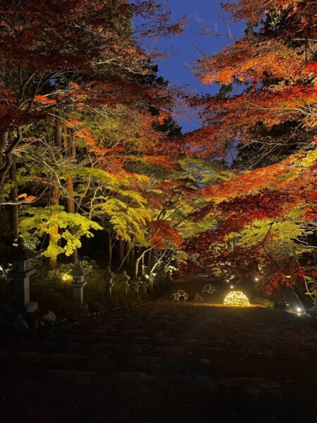 胡宮神社（多賀町）の紅葉ライトアップ　2022年11月22日　撮影：MKタクシー