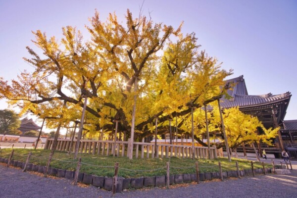 西本願寺の逆さ銀杏と夕日　2023年11月24日　撮影：MKタクシー