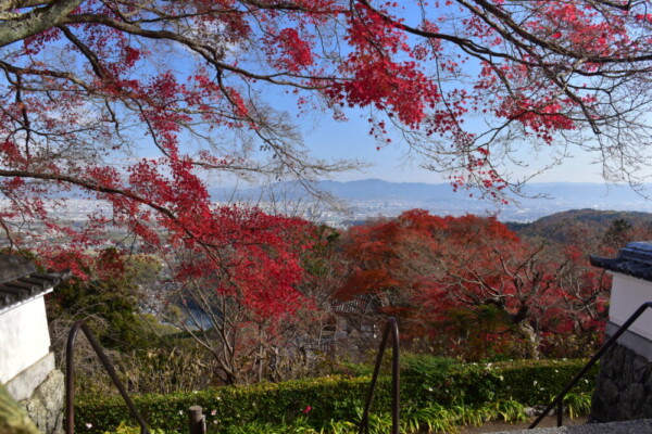 善峯寺の境内から眺める京都市内中心部方面の大展望と紅葉　2024年11月18日　撮影：MKタクシー
