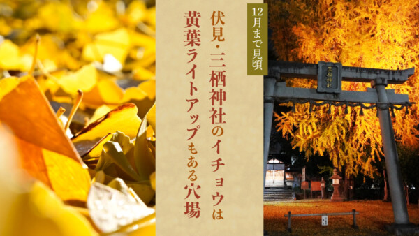 12月まで見頃！伏見・三栖神社のイチョウは黄葉ライトアップもある穴場