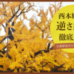西本願寺の「逆さ銀杏」徹底解説！京都駅徒歩15分で迫力の黄葉
