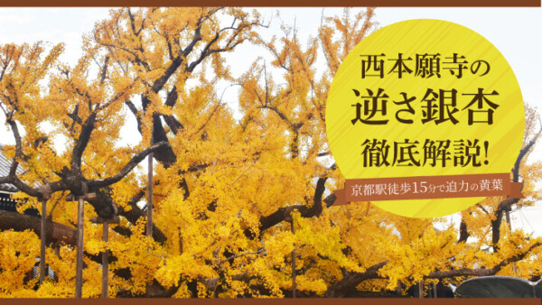 西本願寺の「逆さ銀杏」徹底解説！京都駅徒歩15分で迫力の黄葉