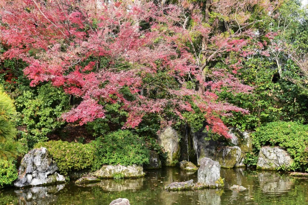 12月也一片鮮紅!京都變紅比較晚的推薦賞楓地點 糺之森/城南宮/建仁寺|繁体字 - MKメディア