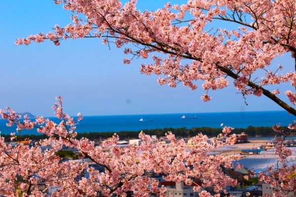 高級溜塗 雪牡丹桜 カルタ三棚揃 35号 高級溜塗 雪牡丹桜 カルタ三棚揃