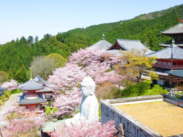 桜の西国三十三所巡礼！絶対行きたい絶景花見スポット5選 - MKメディア